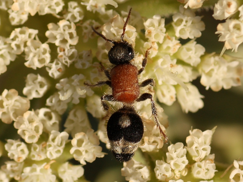 Nemka viduata, femmina, Mutillidae